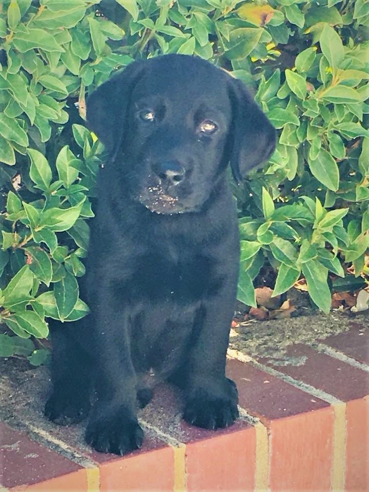 Divorce Pets, Divorce in Australia