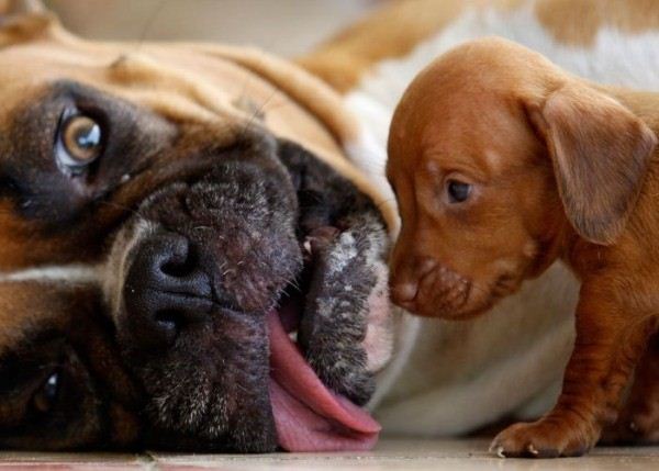 Pets in Domestic Violence Divorce Resource